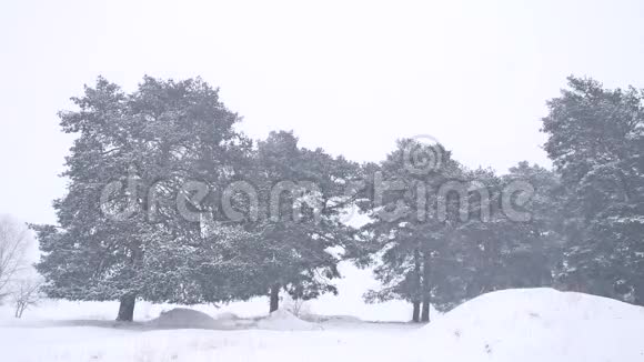 美丽的圣诞自然树冬季暴风雪傍晚雪景视频的预览图