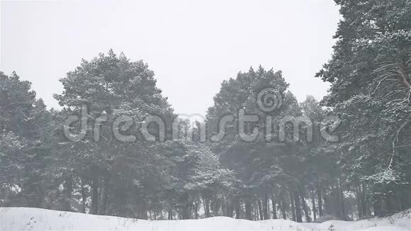 暴风雪树林暴风雪冬天圣诞自然树和松林景观视频的预览图