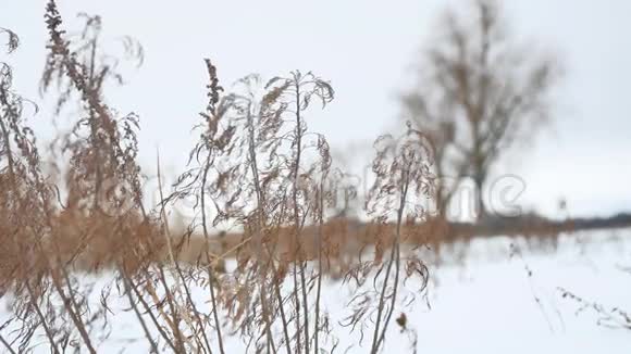干草在雪景中随风摇曳冬季自然视频的预览图