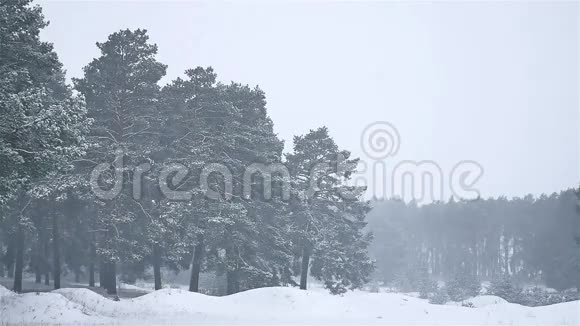 暴风雪森林暴风雪冬季天然圣诞树和松林景观视频的预览图