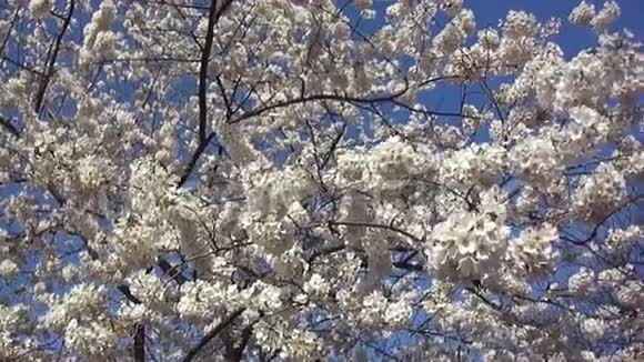 春天樱桃花视频的预览图