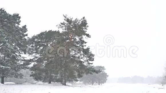 美丽的大自然暴风雪的圣诞树冬天的风景傍晚的雪景视频的预览图
