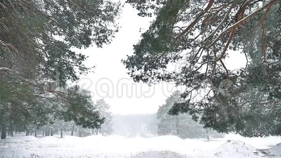 暴风雪暴风雪树林冬天的自然圣诞树和松林景观视频的预览图