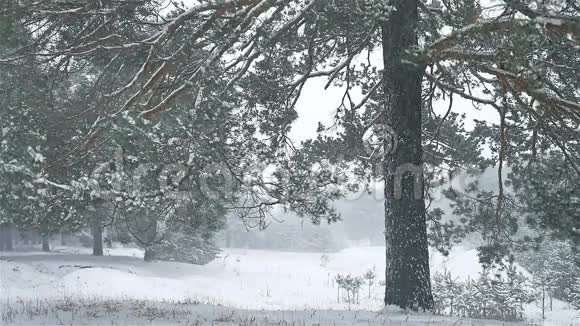 暴风雪自然森林暴雪冬季圣诞树和松林景观视频的预览图