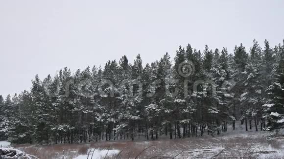 冬季森林松林雪自然景观美丽的树冬季圣诞节背景视频的预览图