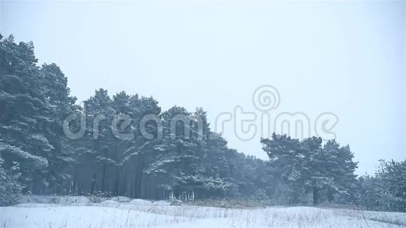 暴风雪自然森林冬天下雪暴风雪圣诞树和松林景观视频的预览图