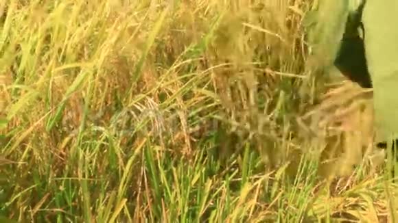 农民在田里收割水稻视频的预览图