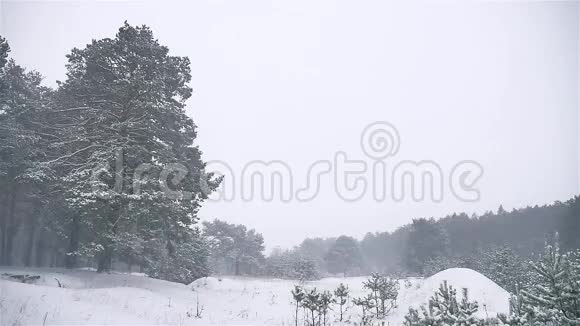 暴风雪树林暴风雪冬天圣诞树大自然和松林景观视频的预览图
