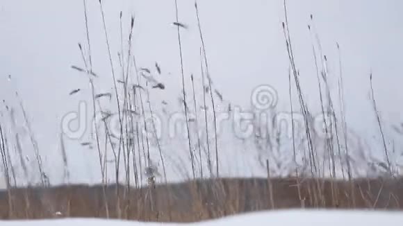 干草在风中摇曳白雪皑皑冬日田野大自然美丽的风景视频的预览图