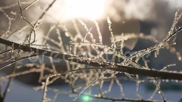 冰冻的树枝阳光阳光美丽的阳光冬天的风景视频的预览图
