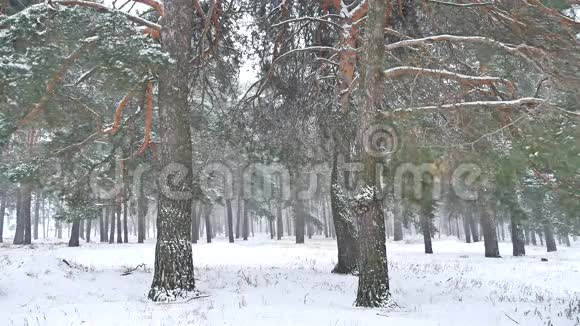 美丽的暴雪圣诞树冬季景观傍晚在雪景中的大自然视频的预览图