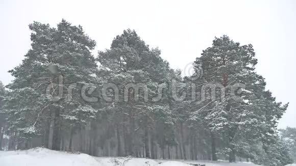 美丽的圣诞树冬天的暴风雪傍晚的雪景视频的预览图