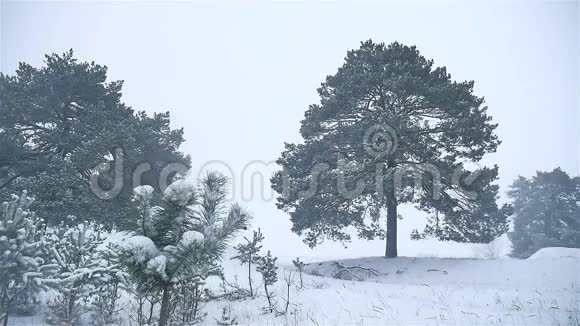 暴风雪森林自然雪冬季暴风雪圣诞树和松林景观视频的预览图