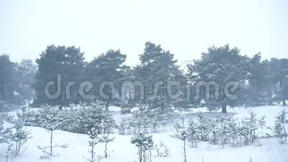 暴风雪森林冬季暴风雪圣诞树和松林景观视频的预览图