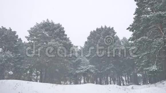 美丽的圣诞树暴雪在大自然中的冬季景观傍晚在雪景中视频的预览图