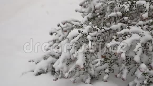 冬季冰雪自然景观冰雪美丽的田野草视频的预览图
