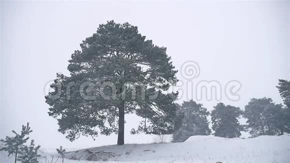 暴风雪森林冬季暴风雪圣诞树和松林自然景观视频的预览图