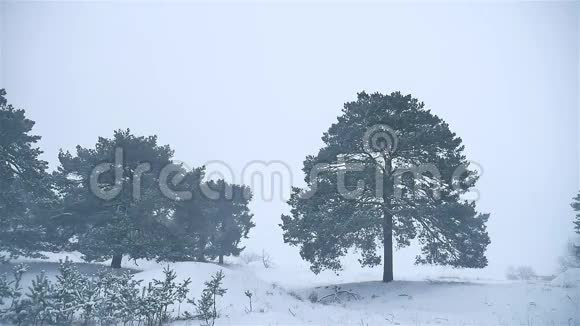 暴风雪森林下雪冬季自然暴风雪圣诞树和松林景观视频的预览图
