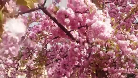 樱花生长在欧洲可爱的粉红色春花视频的预览图