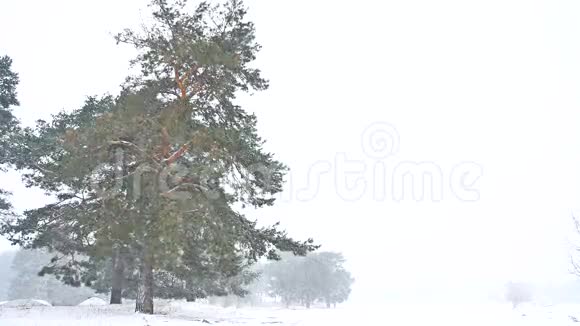 美丽的暴风雪圣诞树冬季自然景观傍晚在雪景视频的预览图