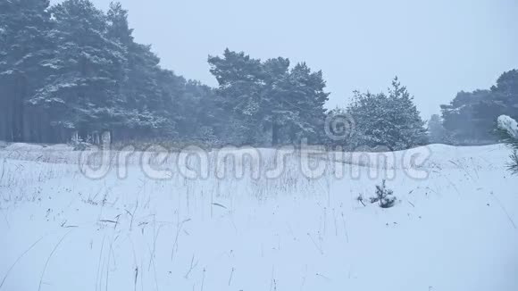 美丽的圣诞树暴风雪冬季景观傍晚自然雪景视频的预览图