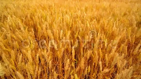 麦田农业耕地中的金麦穗视频的预览图