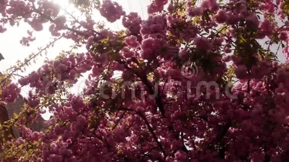 樱花生长在欧洲可爱的粉红色春花视频的预览图