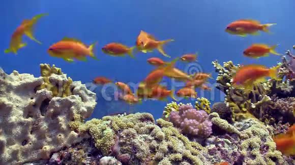 充满活力的珊瑚礁上的五颜六色的鱼视频的预览图