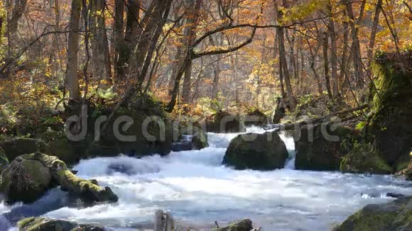 神秘的濑溪流流过日本青森县塔瓦达哈奇曼太国家公园的秋林视频的预览图
