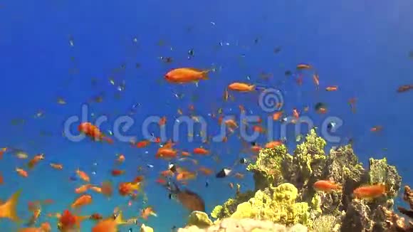 热带鱼类对充满活力的珊瑚礁视频的预览图