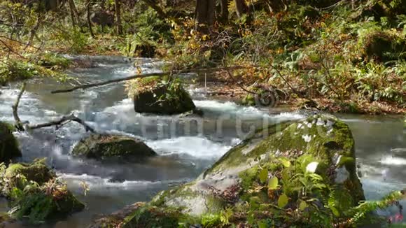 神秘的濑溪流流过日本青森县塔瓦达哈奇曼太国家公园的秋林视频的预览图