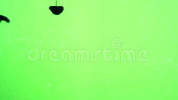 绿色屏幕上的彩色烟雾视频的预览图