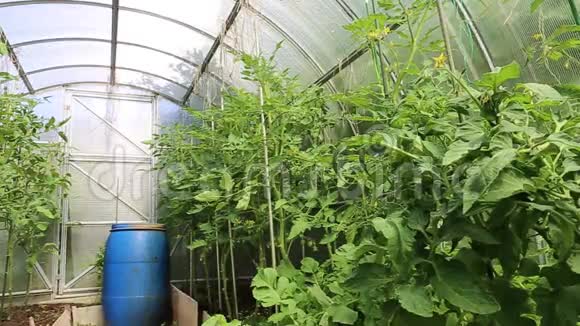 把绿色的西红柿放在温室里视频的预览图