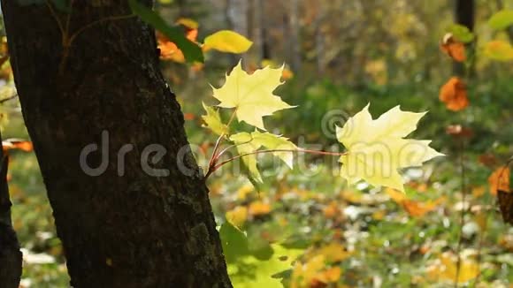 秋天树上的黄叶视频的预览图