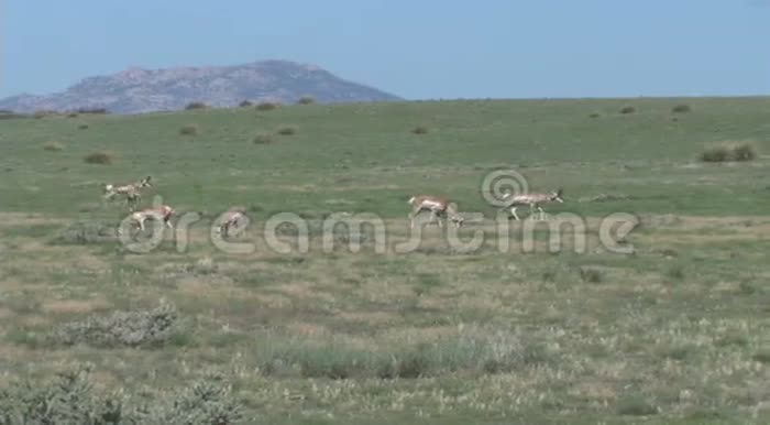 草原上的羚羊角视频的预览图