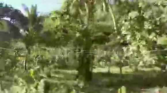 加勒比海棕榈树视频的预览图