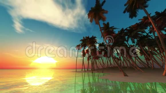 棕榈树视频的预览图
