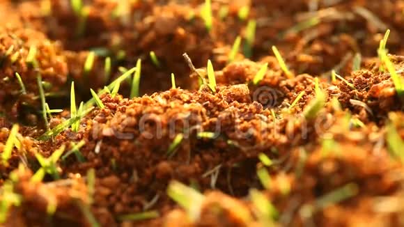 蚂蚁在干燥的沙漠土壤中建造家园视频的预览图