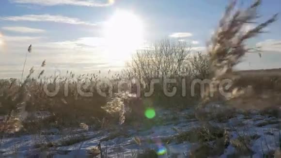 冬季常见芦苇芦苇和雪拉脱维亚的早春视频的预览图