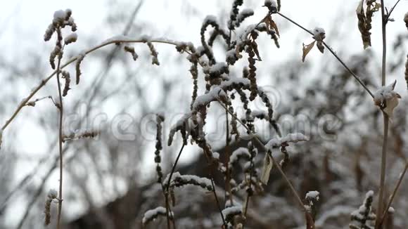 冬冬雪冻草干自然背景视频的预览图