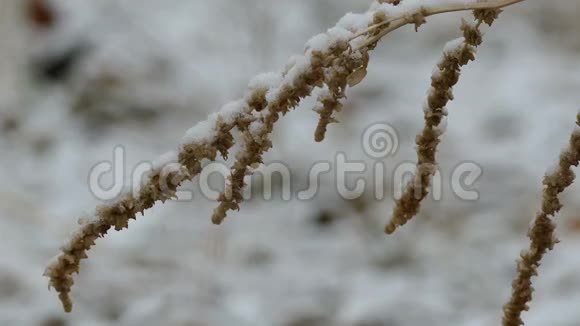 冬季干燥雪冻草自然背景视频的预览图