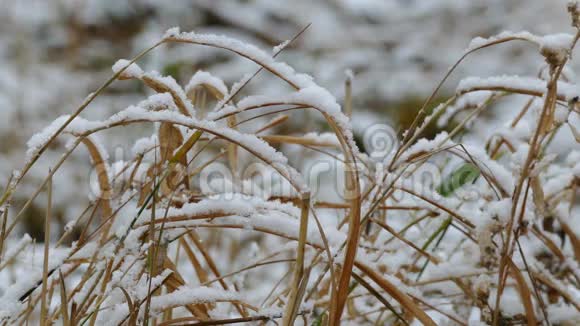 冬季雪冻干草背景大自然视频的预览图