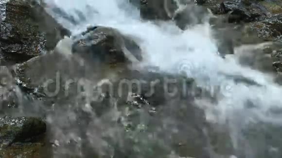 森林中纯净的淡水瀑布视频的预览图