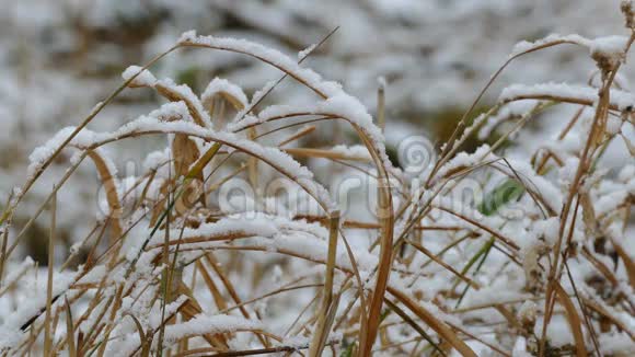 冬季雪冻草自然干燥视频的预览图