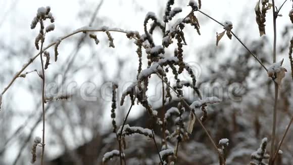 冬季雪冻干草自然背景视频的预览图