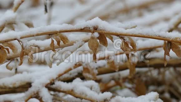 冬天的雪干冻草自然背景视频的预览图
