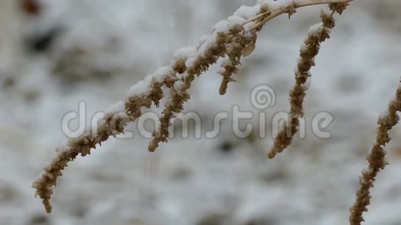 干燥的冬季雪冻草自然背景视频的预览图