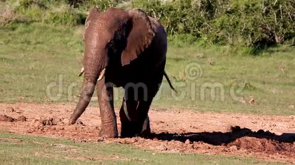 水洞里的非洲大象视频的预览图