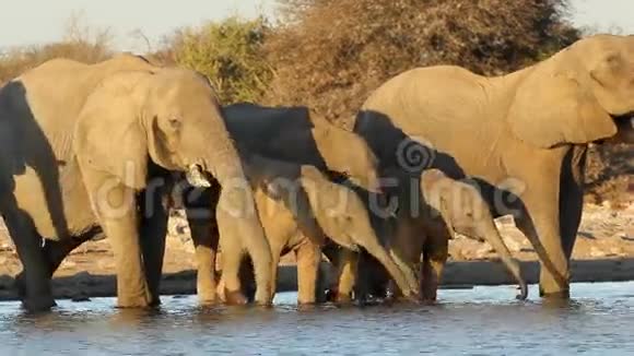 非洲大象喝水视频的预览图