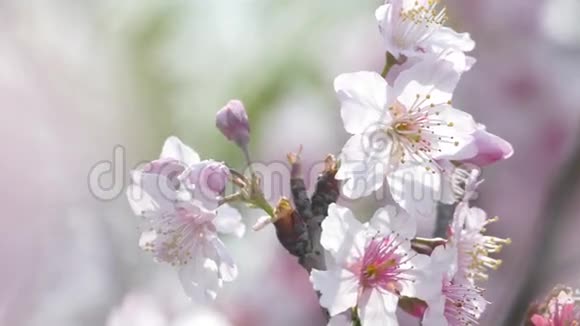 樱花台湾樱花美丽的粉色花朵视频的预览图